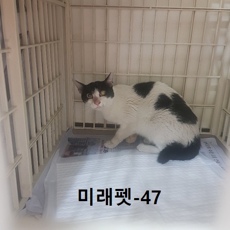 미래펫동물병원_431370202300676